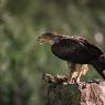 Aquila del Bonelli - Bonelli's Eagle (Aquila fasciata)