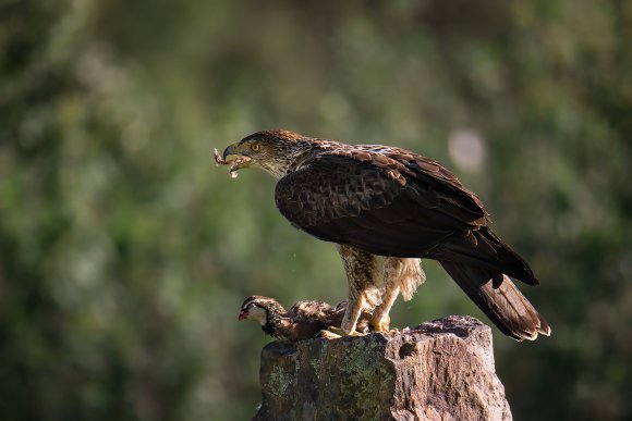 Aquila del Bonelli - Bonelli's Eagle (Aquila fasciata)