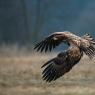 Aquila di mare - White tailed eagle (Haliaeetus albicilla)