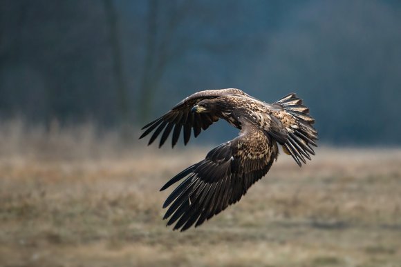 Aquila di mare - White tailed eagle (Haliaeetus albicilla)