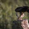 Aquila del Bonelli - Bonelli's Eagle (Aquila fasciata)