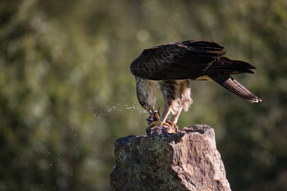 Aquila del Bonelli - Bonelli's Eagle (Aquila fasciata)