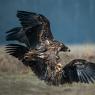 Aquila di mare - White tailed eagle (Haliaeetus albicilla)