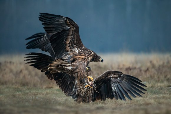 Aquila di mare - White tailed eagle (Haliaeetus albicilla)