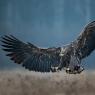 Aquila di mare - White tailed eagle (Haliaeetus albicilla)