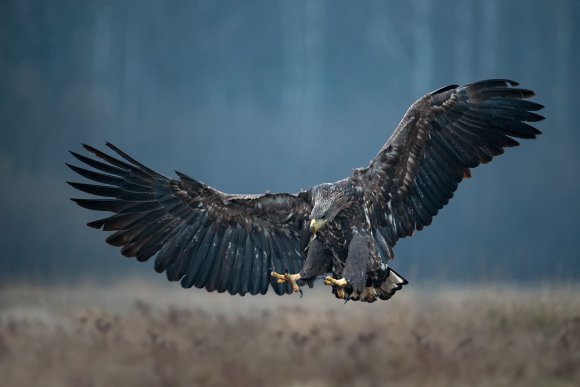 Aquila di mare - White tailed eagle (Haliaeetus albicilla)