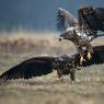 Aquila di mare - White tailed eagle (Haliaeetus albicilla)