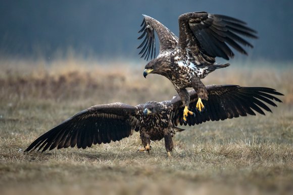 Aquila di mare - White tailed eagle (Haliaeetus albicilla)