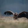 Aquila di mare - White tailed eagle (Haliaeetus albicilla)