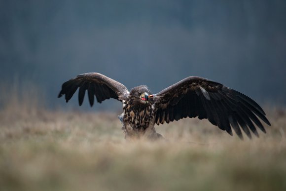 Aquila di mare - White tailed eagle (Haliaeetus albicilla)