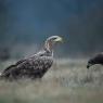 Aquila di mare - White tailed eagle (Haliaeetus albicilla)