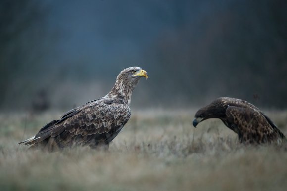 Aquila di mare - White tailed eagle (Haliaeetus albicilla)