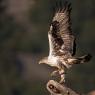 Aquila del Bonelli - Bonelli's eagle (Aquila fasciata)