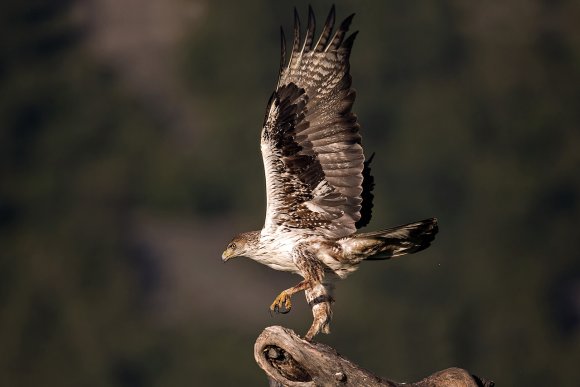 Aquila del Bonelli - Bonelli's eagle (Aquila fasciata)