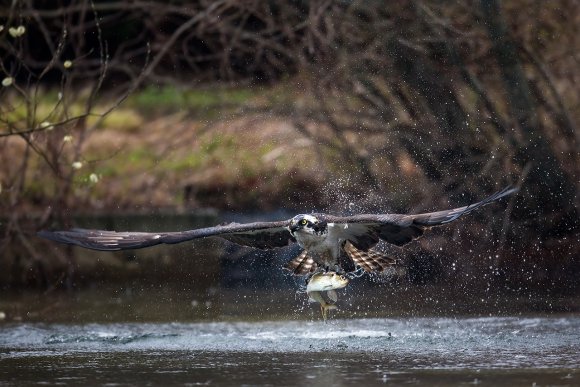 Falco pescatore - Osprey (Pandion haliaetus)