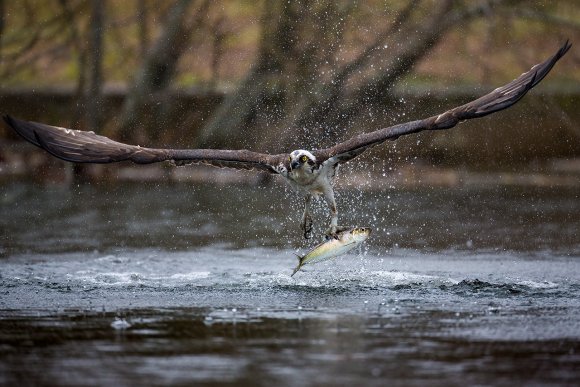 Falco pescatore - Osprey (Pandion haliaetus)