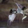 Falco pescatore - Osprey (Pandion haliaetus)