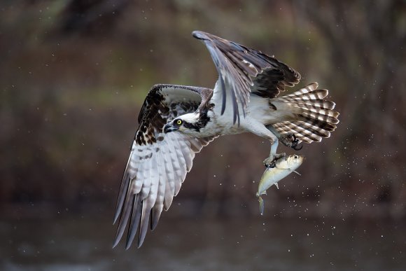 Falco pescatore - Osprey (Pandion haliaetus)