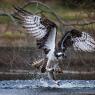 Falco pescatore - Osprey (Pandion haliaetus)