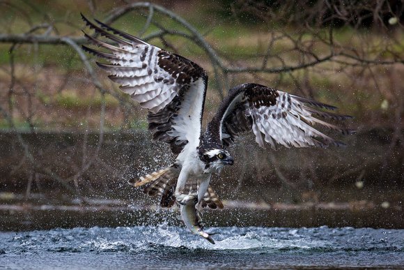 Falco pescatore - Osprey (Pandion haliaetus)
