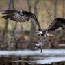 Falco pescatore - Osprey (Pandion haliaetus)