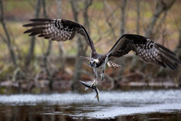 Falco pescatore - Osprey (Pandion haliaetus)