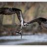 Falco pescatore - Osprey (Pandion haliaetus)