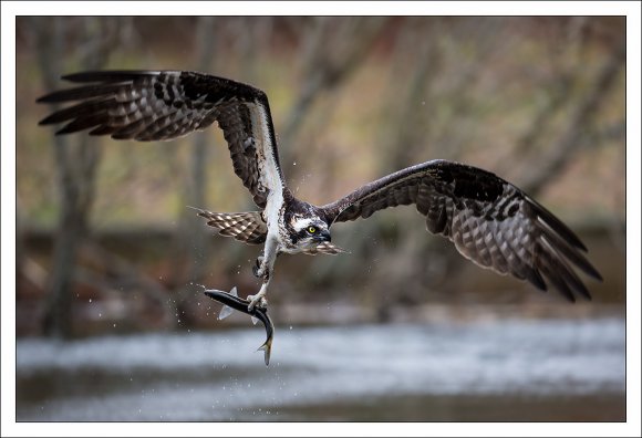 Falco pescatore - Osprey (Pandion haliaetus)