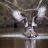 Falco pescatore - Osprey (Pandion haliaetus)