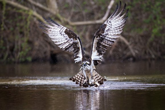 Falco pescatore - Osprey (Pandion haliaetus)