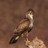 Poiana - Common buzzard (Buteo buteo)