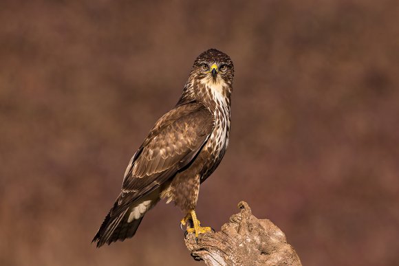 Poiana - Common buzzard (Buteo buteo)