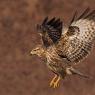 Poiana - Common buzzard (Buteo buteo)