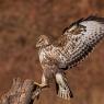 Poiana - Common buzzard (Buteo buteo)