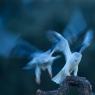 Nibbio bianco - Black winged kite (Elanus caeruleus)