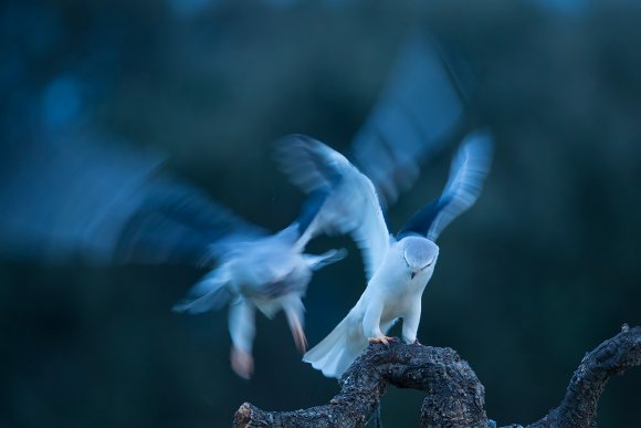 Nibbio bianco - Black winged kite (Elanus caeruleus)