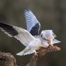 Nibbio bianco - Black winged kite (Elanus caeruleus)