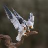 Nibbio bianco - Black winged kite (Elanus caeruleus)