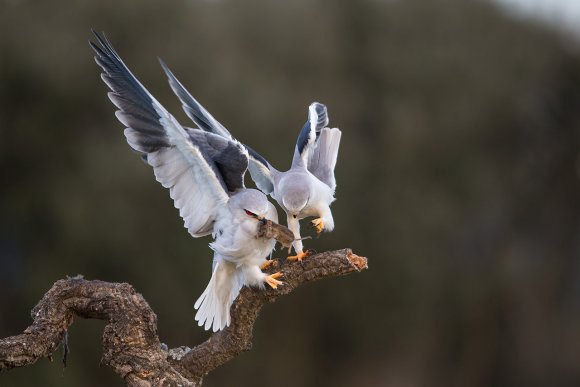 Nibbio bianco - Black winged kite (Elanus caeruleus)