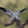 Nibbio bianco - Black winged kite (Elanus caeruleus)