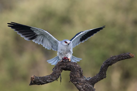 Nibbio bianco - Black winged kite (Elanus caeruleus)