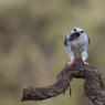 Nibbio bianco - Black winged kite (Elanus caeruleus)