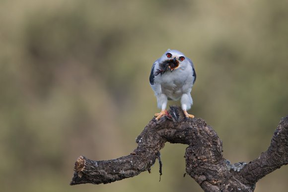 Nibbio bianco - Black winged kite (Elanus caeruleus)