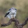 Nibbio bianco - Black winged kite (Elanus caeruleus)