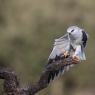 Nibbio bianco - Black winged kite (Elanus caeruleus)