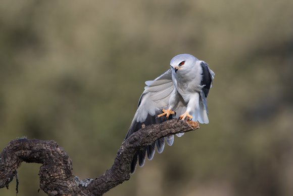 Nibbio bianco - Black winged kite (Elanus caeruleus)