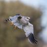 Nibbio bianco - Black winged kite (Elanus caeruleus)