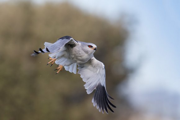 Nibbio bianco - Black winged kite (Elanus caeruleus)