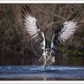 Falco pescatore - Osprey (Pandion haliaetus)