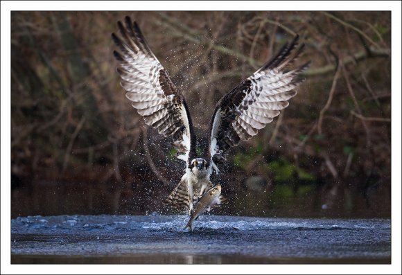 Falco pescatore - Osprey (Pandion haliaetus)